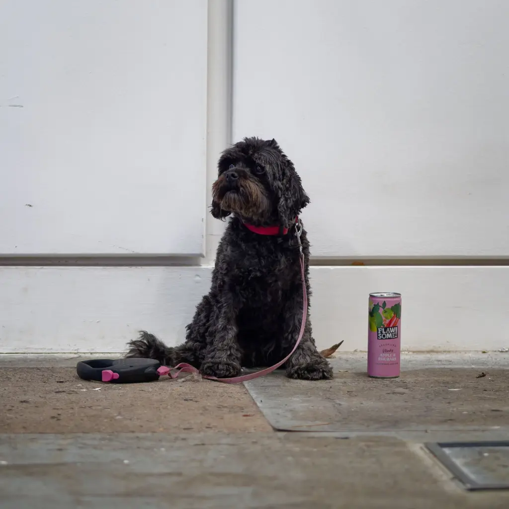 A dog sitting patiently on the studio floor during the opening night
