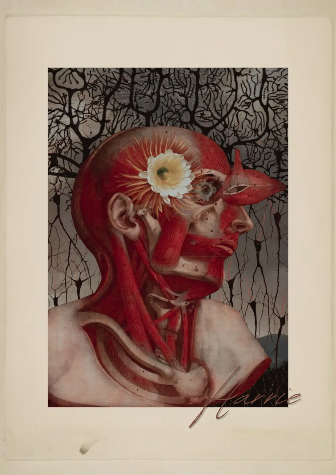 Nervous Terrain: Building a Surreal Collage Series from Archives of Anatomy and Botany